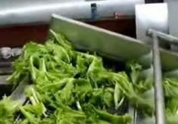 叶菜类清洗漂烫冷却流水线视频