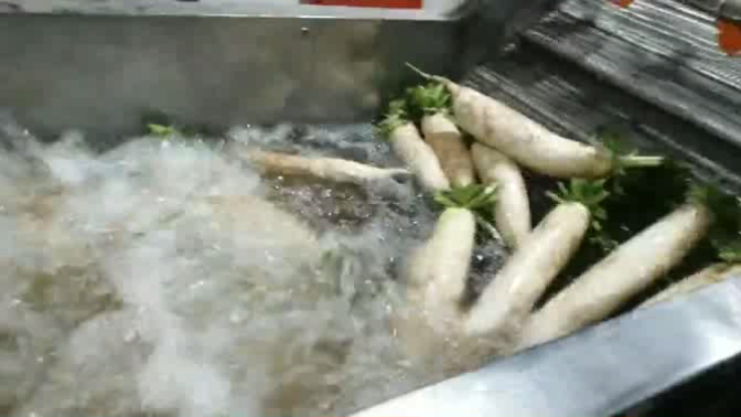 白萝卜气泡毛刷清洗线|根菜类清洗机器设备|萝卜清洗机械视频